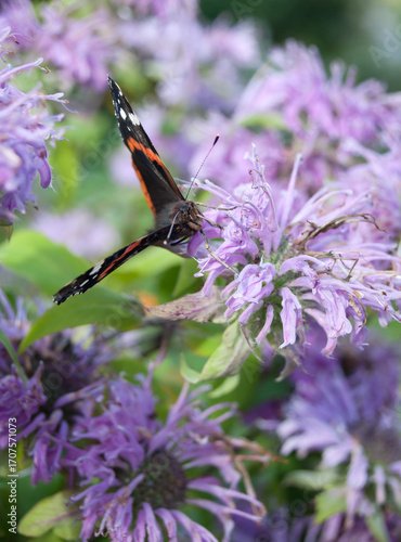 Closeup on black and orange butterfly in summer