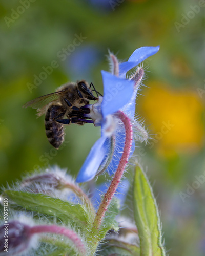 Big bee eating from blue flower