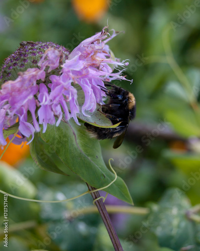 Bee feeding from a purple flower