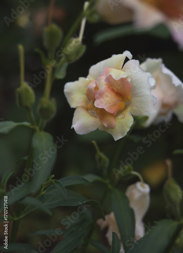 Small beautiful flower in the garden