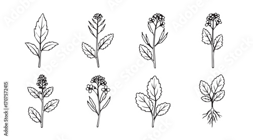 Collection of delicate botanical plant silhouettes with detailed leaf and flower illustrations
