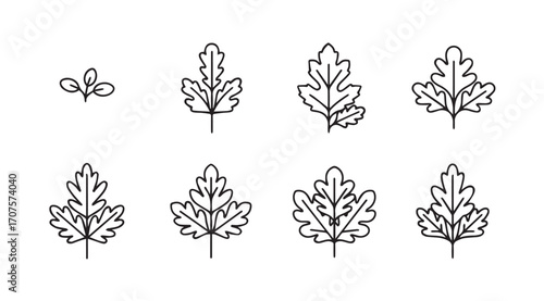 Collection of stylized oak leaf silhouettes in a linear arrangement