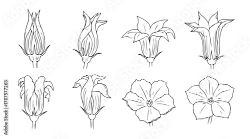 Collection of detailed botanical line drawings of various flower buds and blooms silhouette