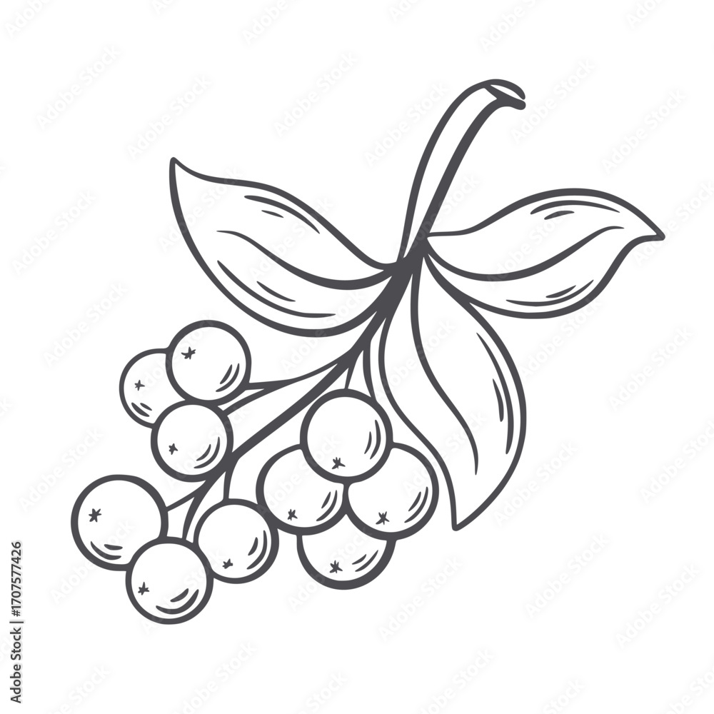 Fototapeta premium Ink sketch of branch with berries and leaves. Plucked berry twig with foliage hand drawn clip art illustration. Nature element, forest ripe berries icon, vector
