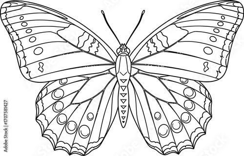Intricate outline drawing of a beautiful butterfly with detailed wings and antennae, perfect for coloring or design projects.