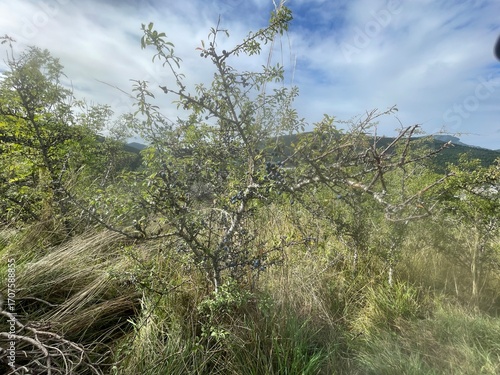 Ballade dans le vercors à Villard de lans en france