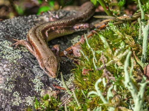 Canvas Print forest lizard close-up