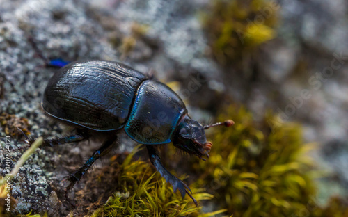 close-up of a dung beetle. detailed photo. screensaver. colorful macro photo of an insect in the wild. screensaver. space for text.