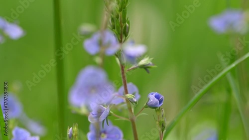 video of blue flowers veronica growing