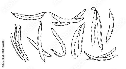 Collection of hand drawn vanilla bean silhouettes in a sketchy style