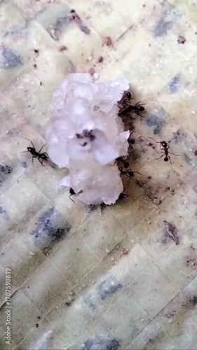 Macro Video of Black Ants Working Together to Carry a Piece of Dried Rice