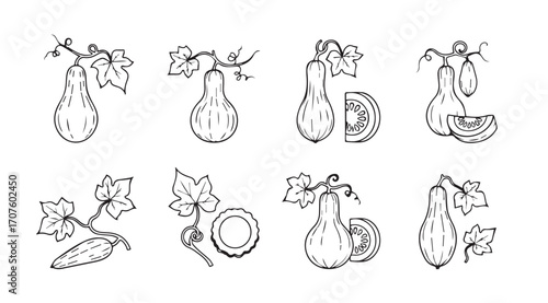 Collection of botanical illustrations of gourds and squash in silhouette