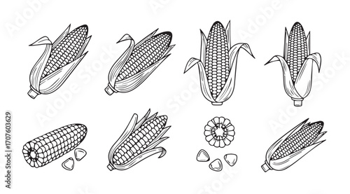 Collection of detailed corn cob illustrations in a distinctive silhouette style