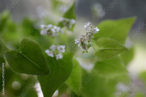 Fagopyrum. Buckwheat flowers and grains. White flowers and green leaves, natural blurred background. Close-up, selective focus. Growing healthy food