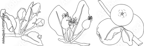 Line apples, perfect for educational or botanical designs. High quality illustration, coloring pages.	