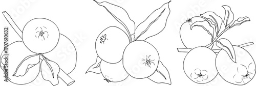 Line apples, perfect for educational or botanical designs. High quality illustration, coloring pages.	