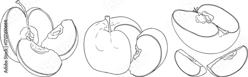 Line apples, perfect for educational or botanical designs. High quality illustration, coloring pages.	