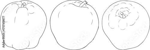 Line apples, perfect for educational or botanical designs. High quality illustration, coloring pages.	