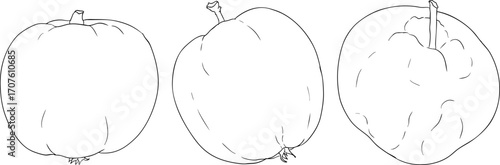 Line apples, perfect for educational or botanical designs. High quality illustration, coloring pages.	