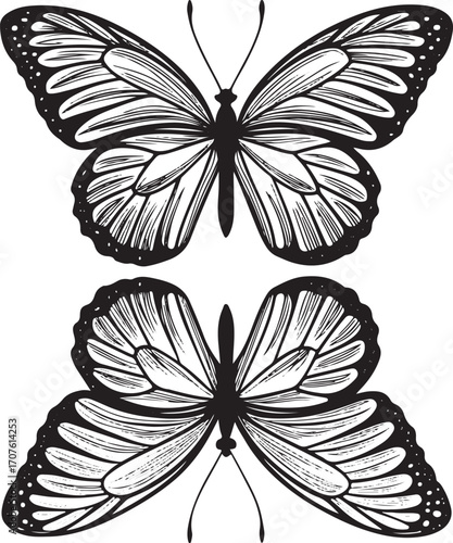 Two detailed black and white butterflies facing each other on a white background butterfly insect