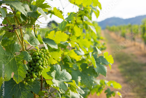 Close-up of vibrant green grape clusters hanging on lush vines in a sunlit vineyard, showing organic farming for harvest, emphasizing sustainable agriculture and the journey of wine production.