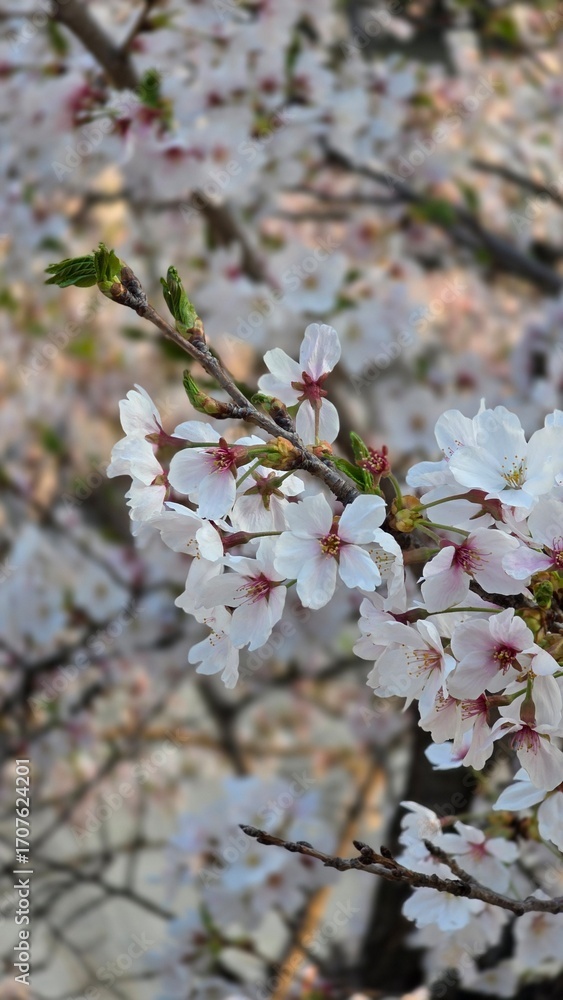 Obraz premium pink cherry blossom