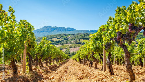 Overview of the rows of a vineyard cultivated on the plain between the mountains and the hills, under a spectacular blue sky. Sardinia, Italy. Traditional agriculture.