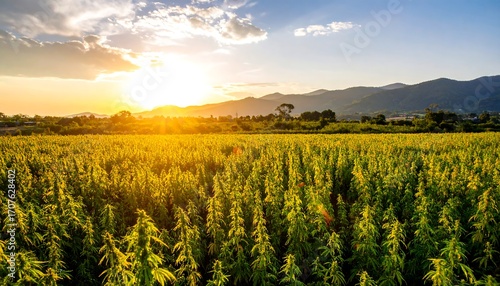 Golden sunset over a hemp field
