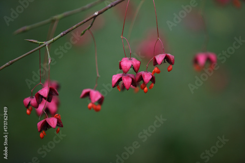 European common spindle. Common spindle, Euonymus europaeus pink berries closeup.  Capsular ripening autumn fruits, red pink colors with orange seeds.