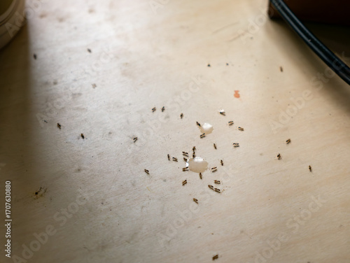 Sugar Ants Invading Kitchen Table - Household Pest Problem and Sweet Drink Spill Cleanup.