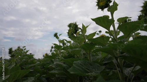 Blooming sunflower standing out in a green field filled with buds under a cloudy sky. Natural summer landscape showing growth, contrast, and the beauty of rural agriculture.