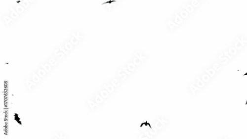 Dramatic Burst of Black Bats on White Background