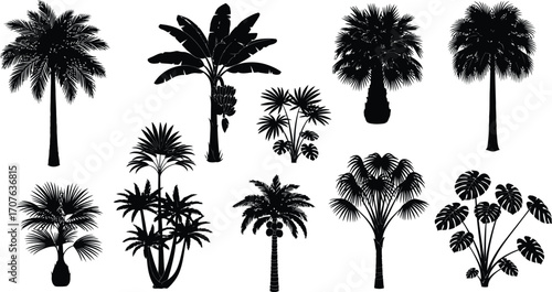 Palm tree silhouette vector tropical exotic trees
