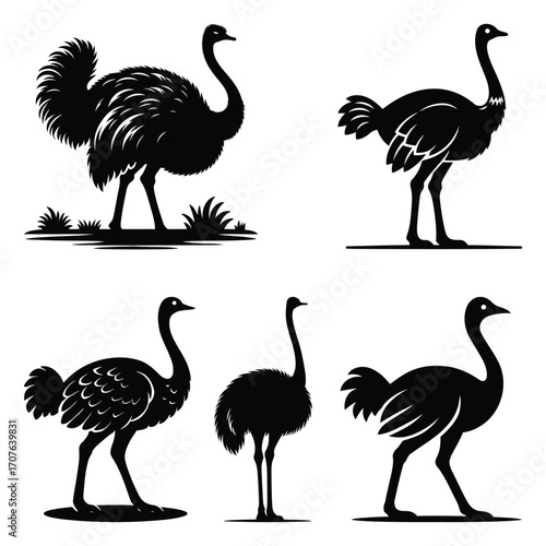 Collection of Black Silhouette Ostrich Illustrations