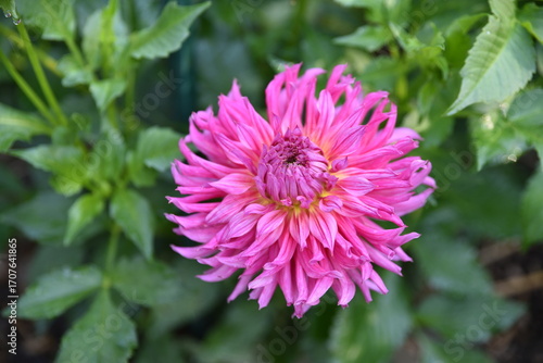 Dahlia rose au jardin en été