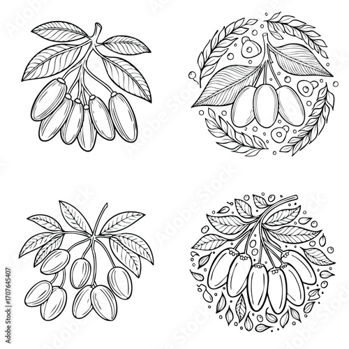 Goji Berry beautiful line drawing vector collection combined in one artwork.