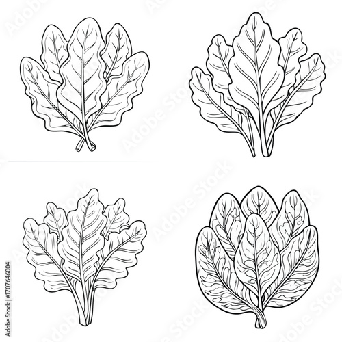 Collard Greens beautiful line drawing vector collection combined in one artwork.