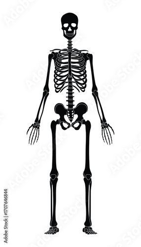 The human skeleton silhouette. Front view. Anatomy. Vector illustration isolated on a white background