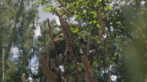 Close-up video of dry grass stalks gently swaying in the summer breeze against a blurred green forest background. Natural light and soft bokeh create a calm, serene countryside mood.