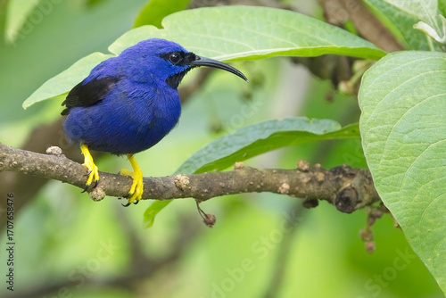 Purple Honeycreeper (Cyanerpes caeruleus) male perched at the Asa Wright Centre, Trinidad and Tobago, West Indies.