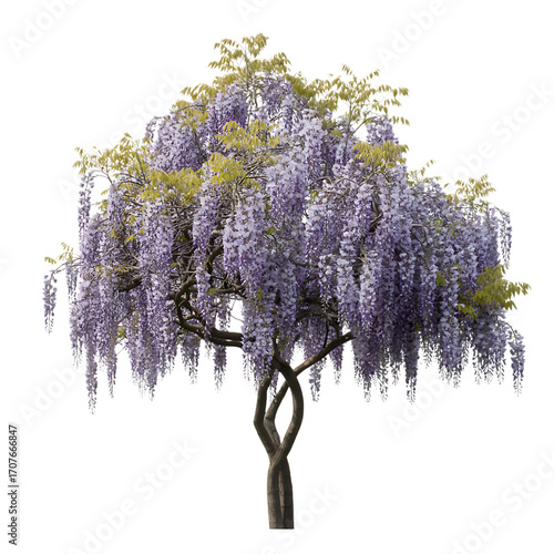Beautiful wisteria tree with cascading purple flowers isolated on transparent background3