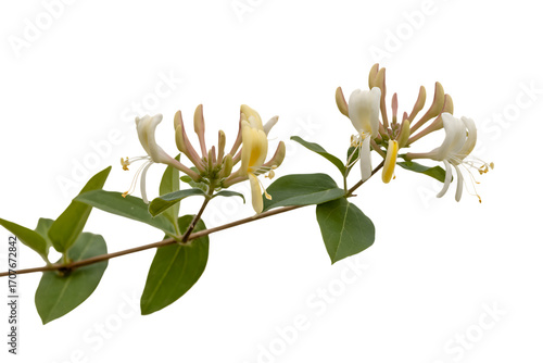 Delicate honeysuckle flowers and green leaves isolated on transparent background