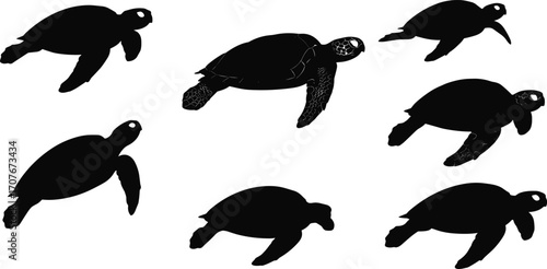 Sea turtle silhouettes and detailed illustration in various swimming poses, marine wildlife vector set, ocean reptile graphic, aquatic animal design elements collection