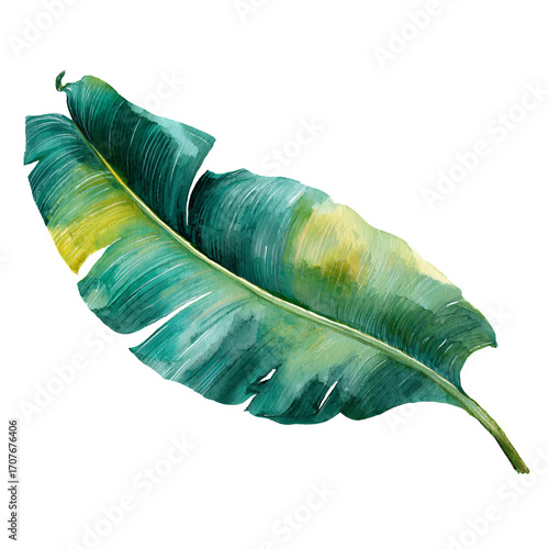 Watercolor banana leaf with curved shape conveys a serene, tropical, isolated feeling.