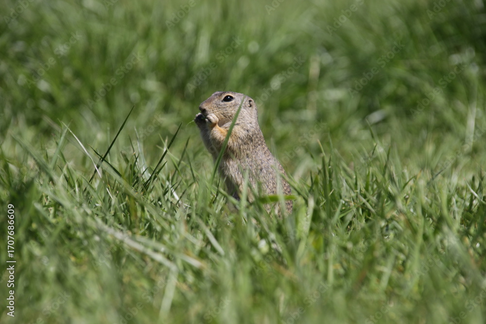 Obraz premium Ziesel