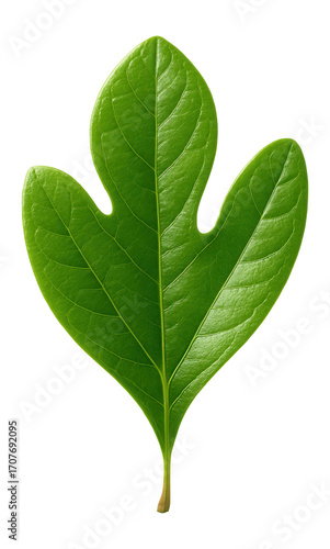 Sassafras leaf with a distinctive mitten shape and a smooth surface