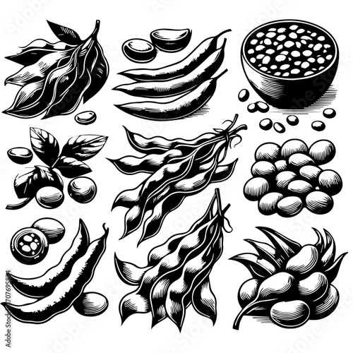Illustration of soy beans in pods and loose with leaves and in a bowl in black and white drawing style