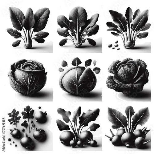 A monochrome depiction of nine vegetable arrangements including cabbage beet greens and turnips displayed