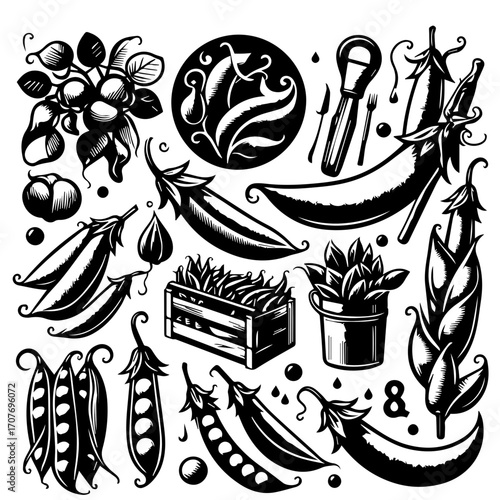 Illustration of various pea pods and pea plants in different arrangements in a black and white style