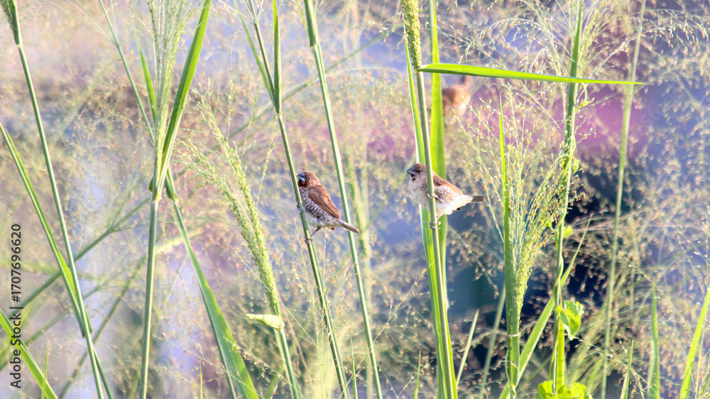 Obraz premium Group of small brown birds perched on green grass stem in natural field, perfect for wildlife, birdwatching, nature background, ecology, and outdoor photography concept.